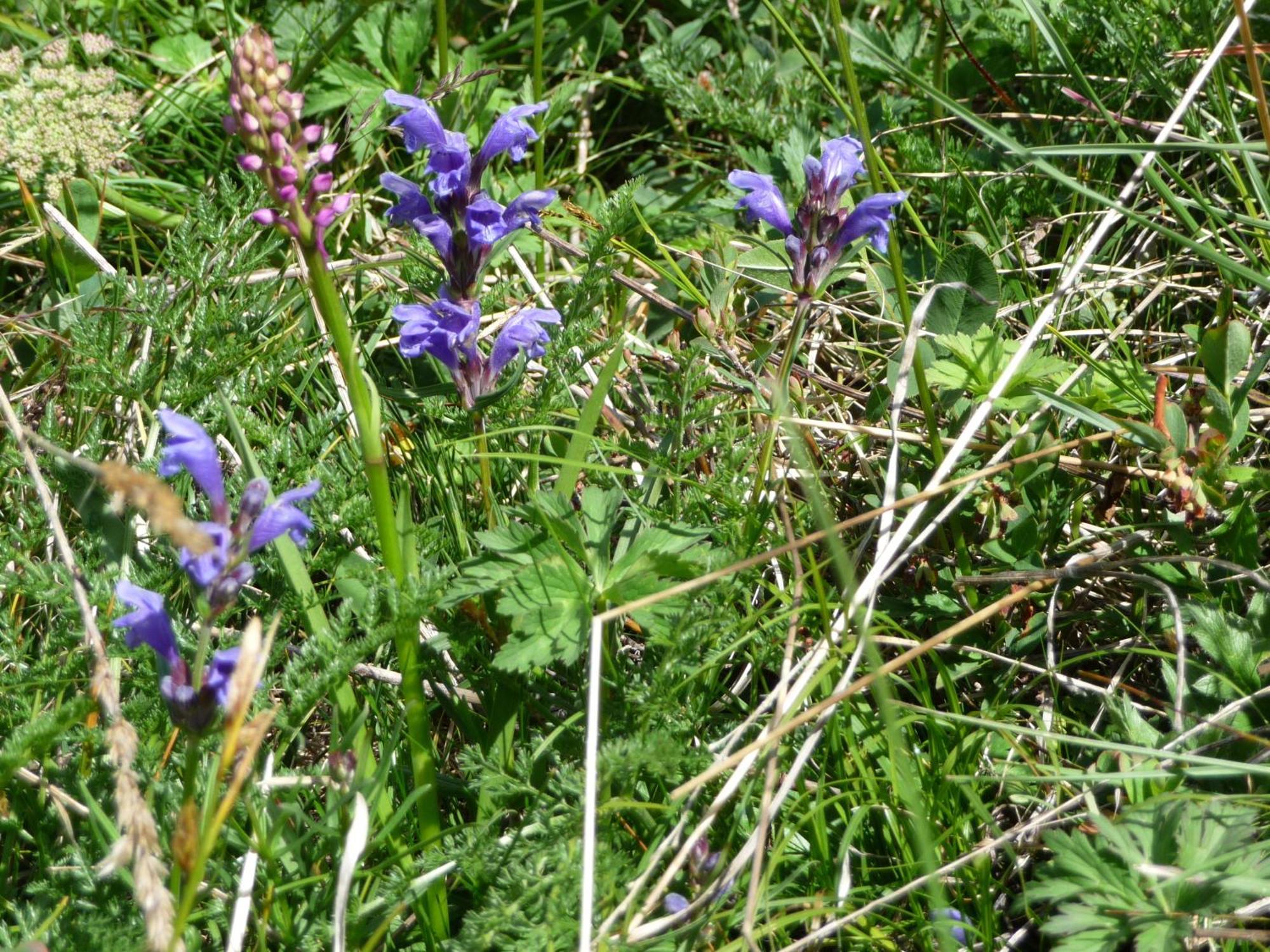 Gasthof Gemse Planol Esterno foto