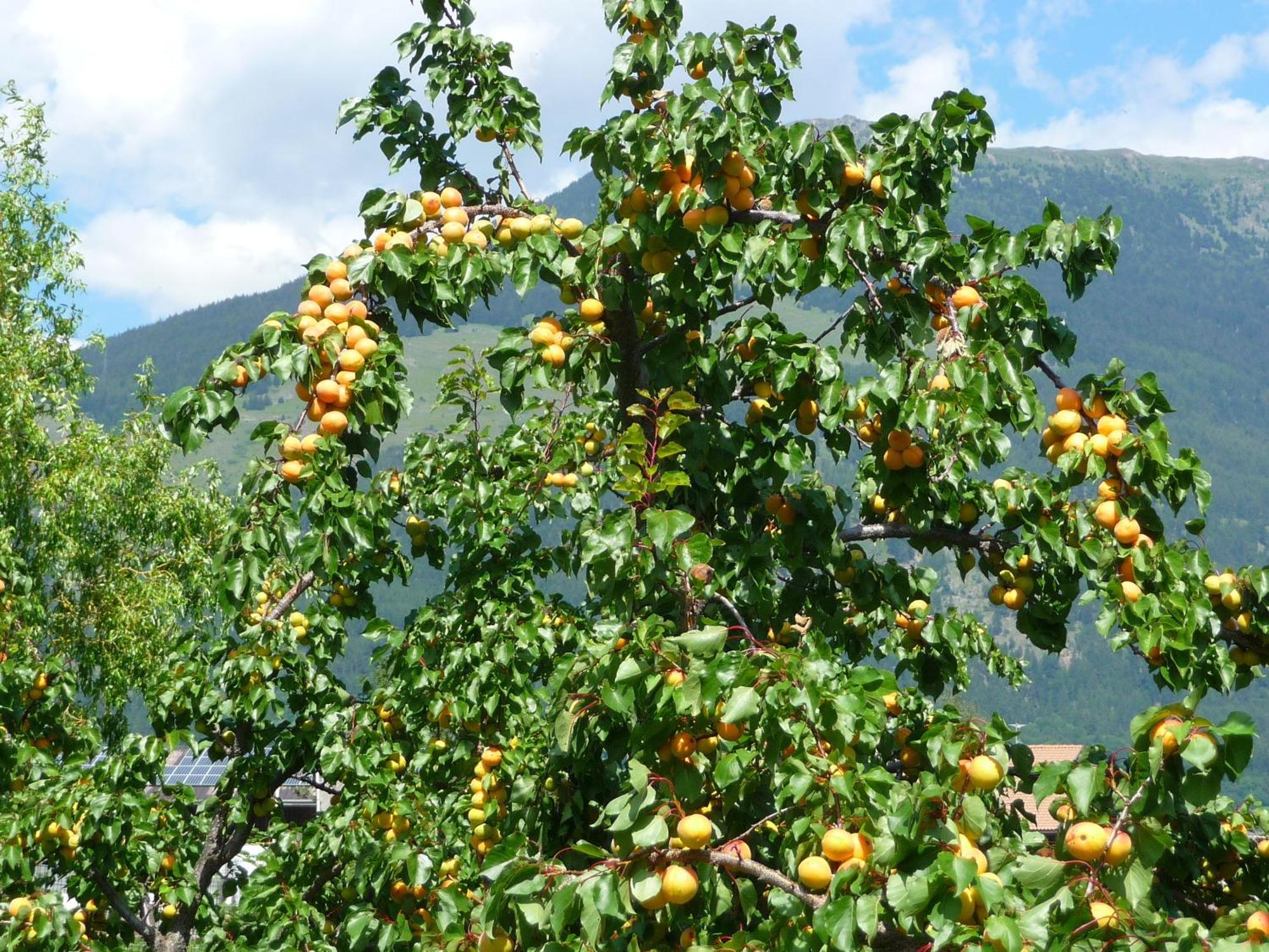 Gasthof Gemse Planol Esterno foto